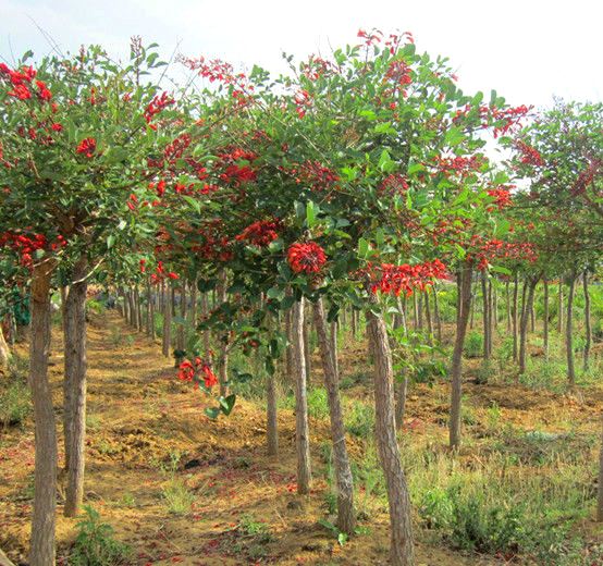 jual pohon dadap merah Bandung