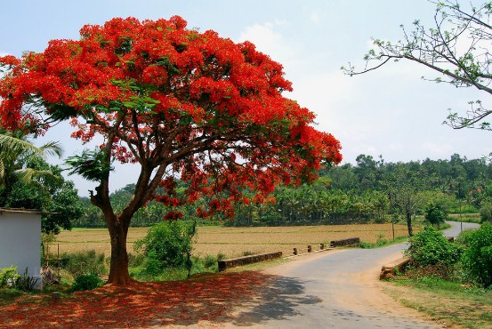 jual pohon flamboyan Bandung