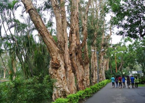 jual pohon kayu putih Bandung