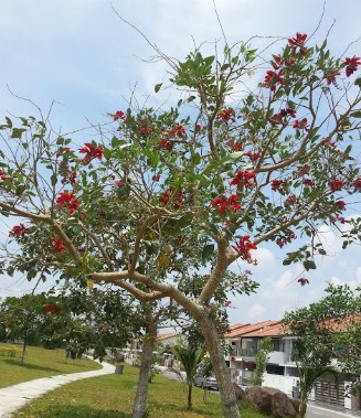 jual pohon dadap merah Bandung
